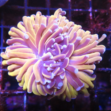 Bouture Euphyllia Glabrescens \\"Golden Torch\\" Indonésie \\"1 pol...