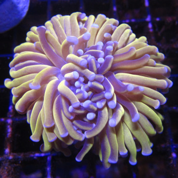 Bouture Euphyllia Glabrescens \\"Golden Torch\\" Indonésie \\"1 pol...