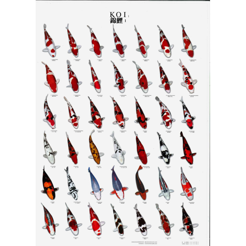 Koi poster n°1 plastifié (A4) 5,00 €