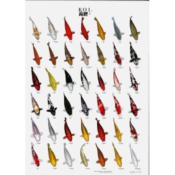 Koi poster n°2 plastifié (A4) 5,00 €