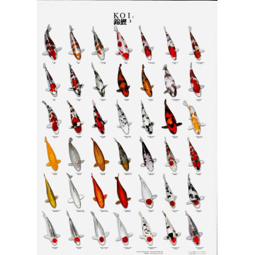 Koi poster n°3 plastifié (A4) 5,00 €