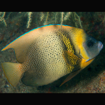 Pomacanthus Zonipectus 7-9 cm