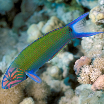 Thalassoma lunare : 12 à 15 cm  