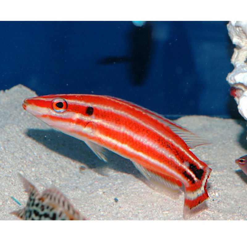 Bodianus sepiacaudus 5-7 cm