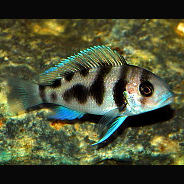 Cyphotilapia Frontosa Black widow 3-4cm 27,50 €