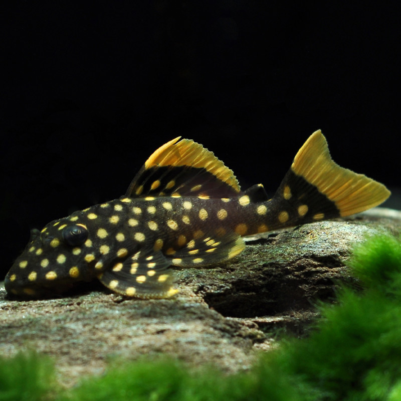 Baryancistrus Gold Nugget L-177  6-8cm