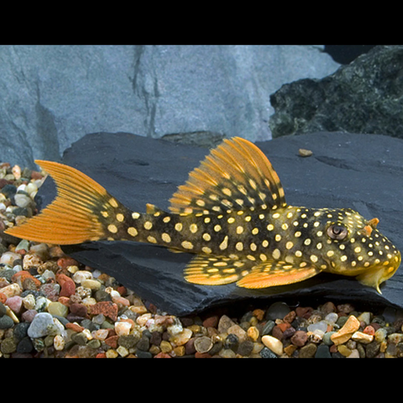 Scobinancistrus Aureatus L-014 - Sunshine pleco élevage mangeur d'algues 6-8 cm