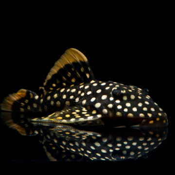 Baryancistrus xanthellus sp L-018 - Golden Nugget 4-6cm