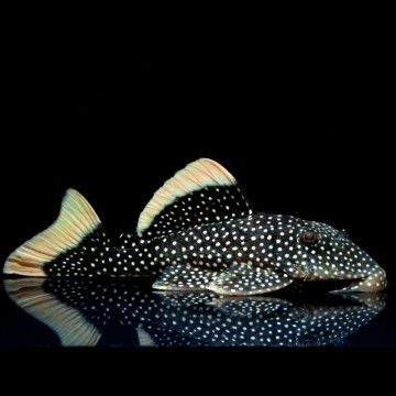 Baryancistrus Xanthellus L-081 - Golden Nugget 4-6 cm le lot de 2 6...