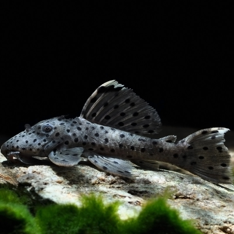 Leporacanthicus joselimae L-264 - Tapajos Sultan Pleco 3-4cm le lot...