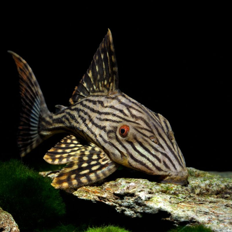 Panaque Nigrolineatus - Plecos royal 5-7 cm 