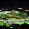  Hemiancistrus Subviridis L-200