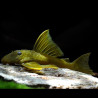  Hemiancistrus Subviridis L-200