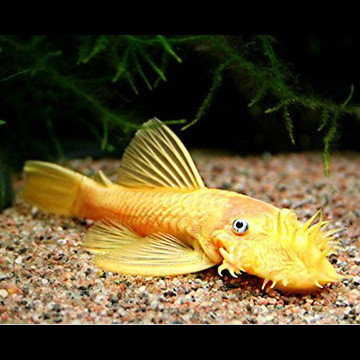 Ancistrus sp L-144 (Ancistrus jaune aux yeux bleus)