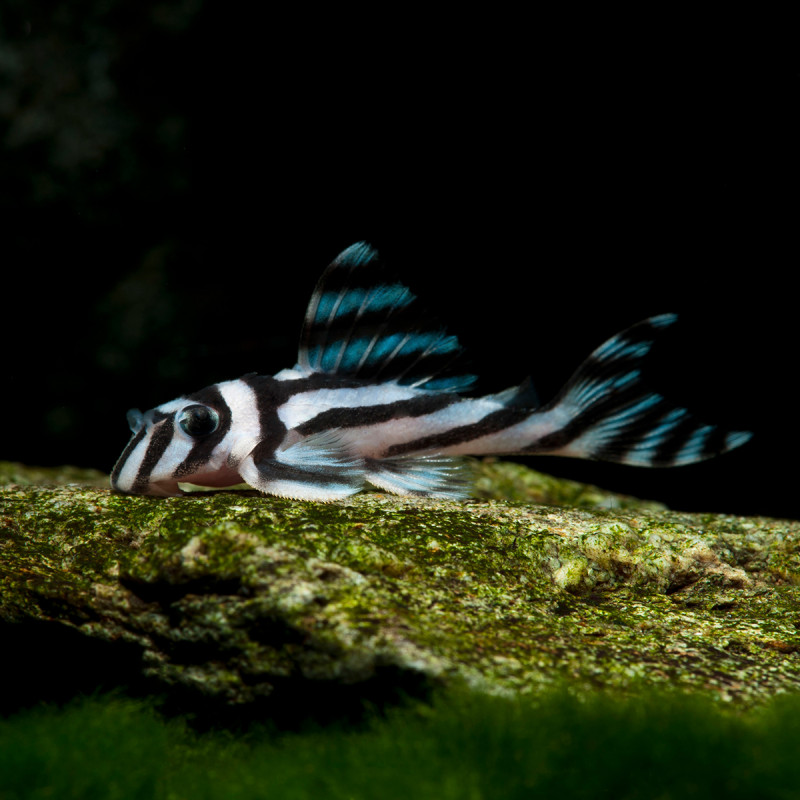 Hypancistrus Zebra élevage L-046 4-5 cm elevage