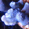 Bouture Montipora digittata à polypes bleus 23,00 € Poissondor