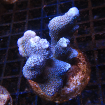 Bouture Montipora digittata à polypes bleus 23,00 € Poissondor