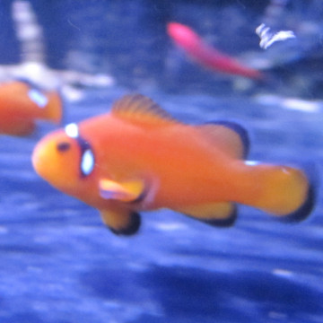 Amphiprion Misbar Orange : 3-5 cm