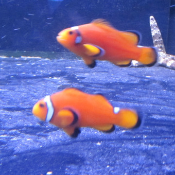 Amphiprion Misbar Orange : 3-5 cm