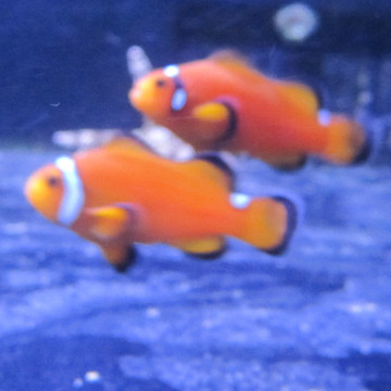 Amphiprion Ocellaris \\"Misbar Orange\\" 3 cm 43,50 €