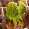 Bouture Montipora foliosa vert 24,00 € Poissondor