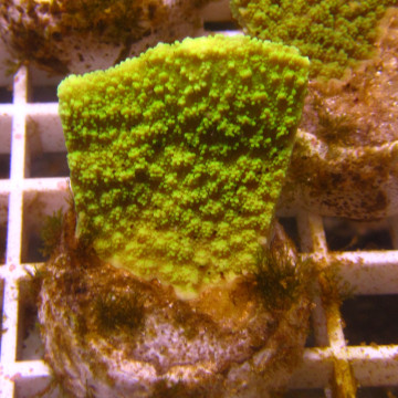 Bouture Montipora foliosa vert 24,00 € Poissondor