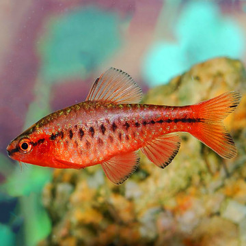 Puntius Titteya - Barbus Cerise 1-2cm                     