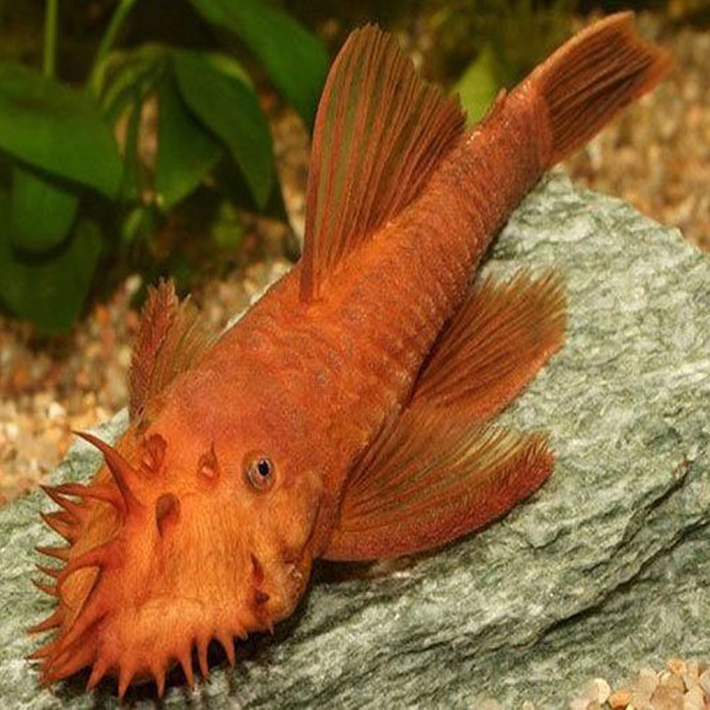 Ancistrus SP Super Red 5-7cm (Ancistrus Chocolat)