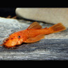 Ancistrus SP Super Red 5-7cm (Ancistrus Chocolat)