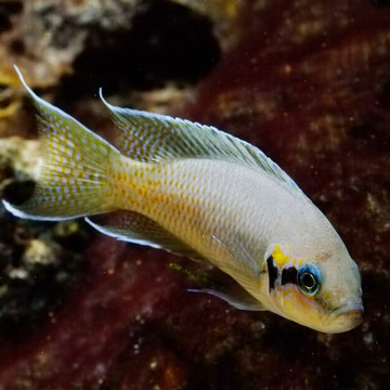 Lamprologus brichardi XL 