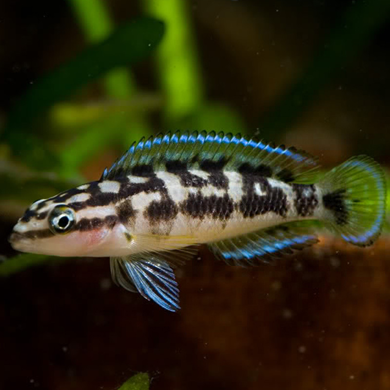 Julidochromis Transcriptus XL 