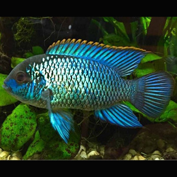 Andinoacara Pulcher electric blue 