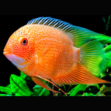 Heros severum red spotted 8-10 cm-Superbes 57,50 €