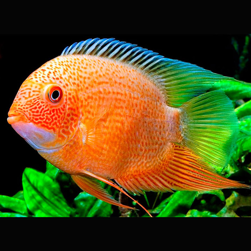 Heros severum red spotted