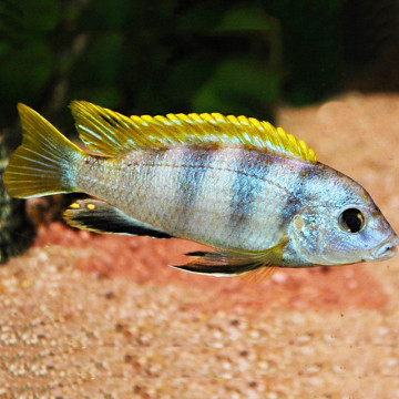 Labidochromis Perlmut 5-6cm 8,50 €