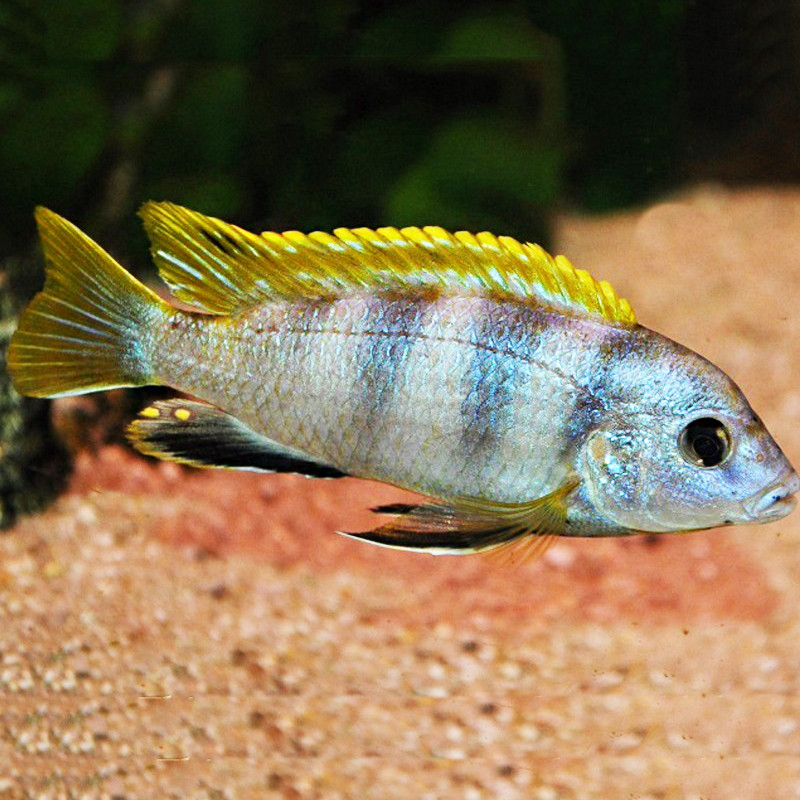 Labidochromis Perlmut 5-6cm