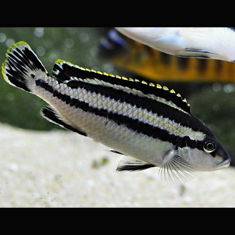 Melanochromis Parralelus