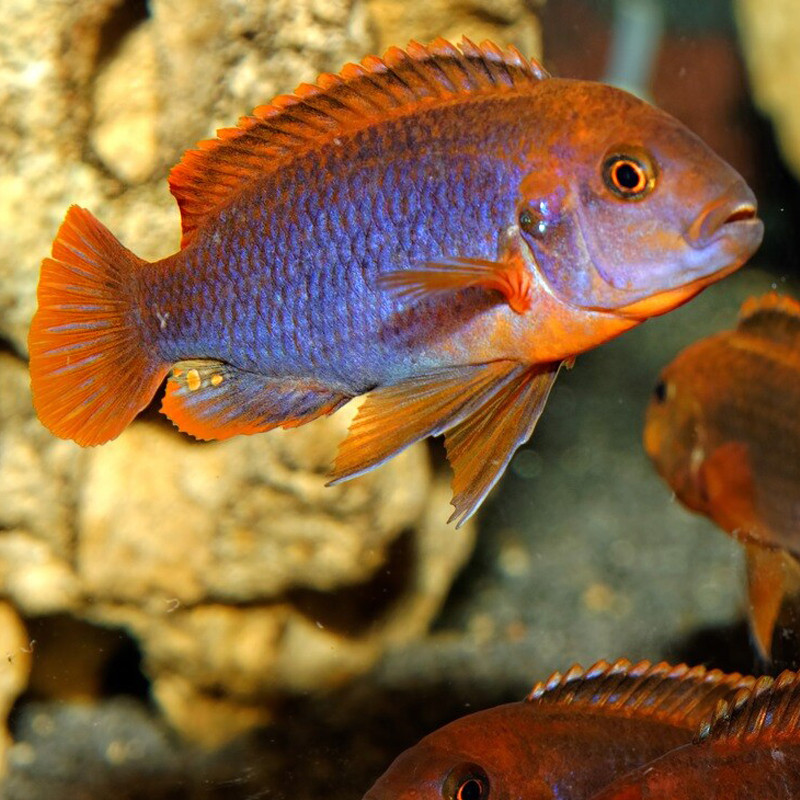 Iodotropheus sprengerae