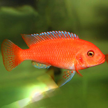 Pseudotropheus zebra red 6-8cm