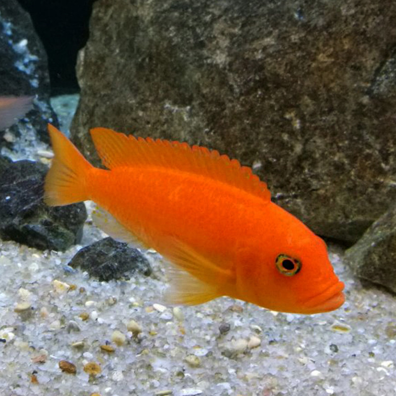 Pseudotropheus Zebra red 8-10cm