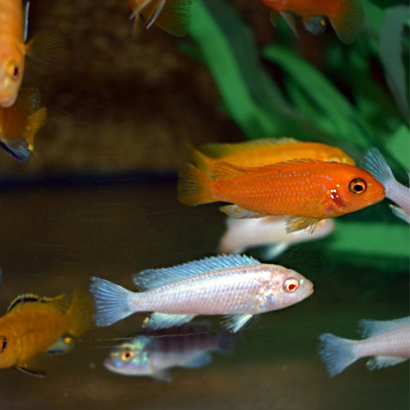 Pseudotropheus Mix XL lot de 4