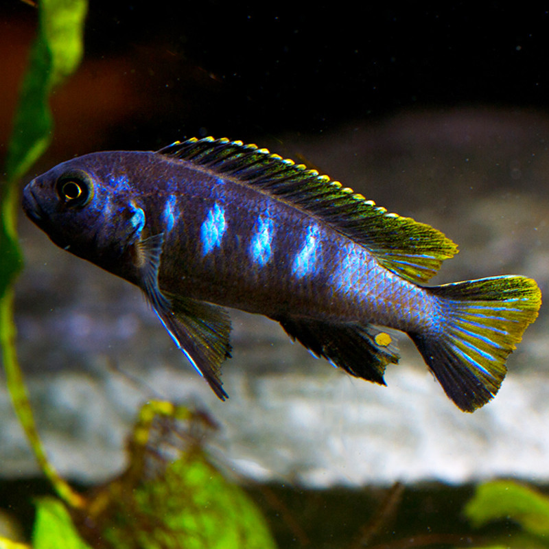 Pseudotropheus elongatus Chewere 4-6cm