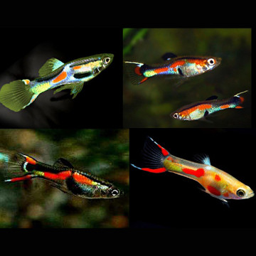 Guppys Endler mix (mélange de couleurs) lot de 5 couples