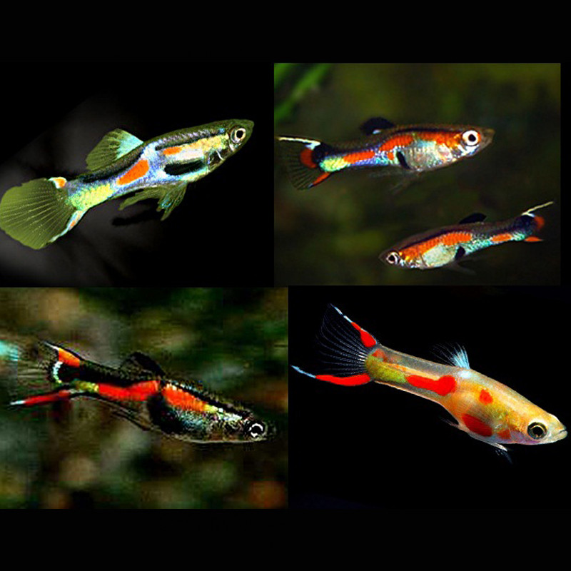 Guppys Endler mix Poecilia wingei (mélange de couleurs) lot de 30 c...