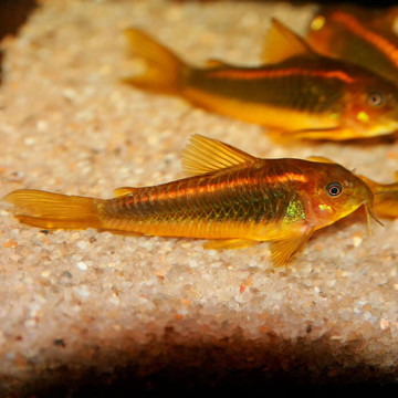 Corydoras Pérou orange stripe lot de 2