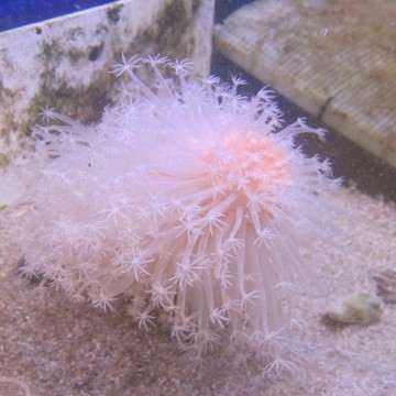 Cavernularia sp.-Stylo de mer à longs polyps 12-15cm