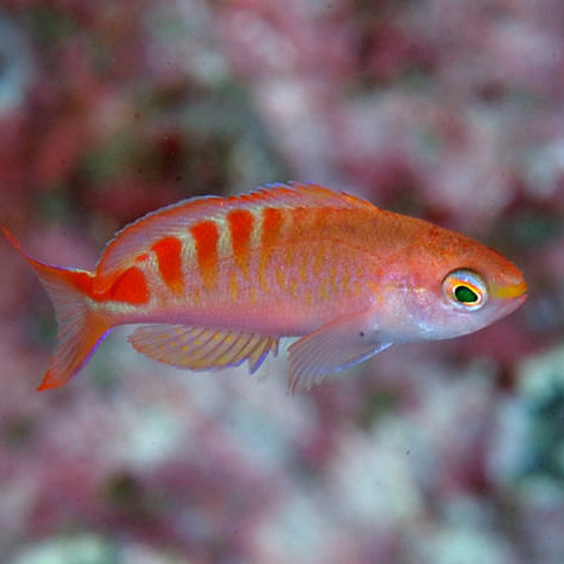 Pseudanthias lori