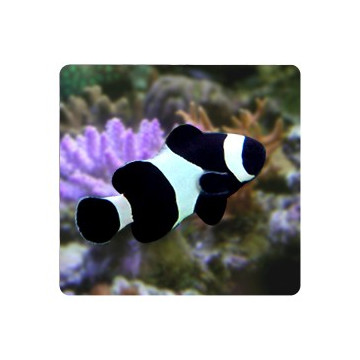 Amphiprion Ocellaris "back" 3-4 cm