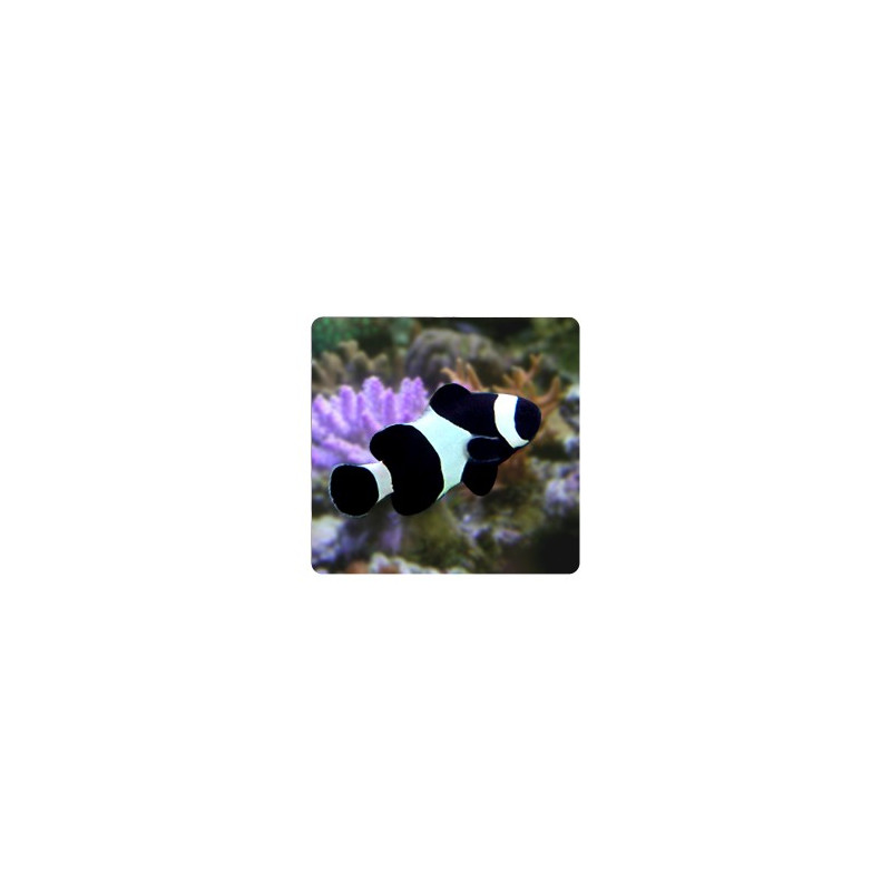 Amphiprion Ocellaris \\"back\\" 4-5 cm 49,50 €