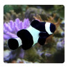 Amphiprion Ocellaris \\"black\\" 2-3 cm (Lot de 2) 59,50 €